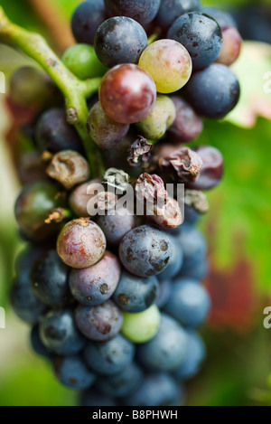 Trauben am Weinstock, Nahaufnahme Stockfoto