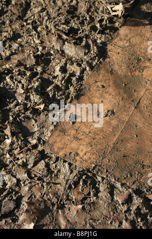 alte Stück Pappe auf nassen schlammigen Wanderweg im Land Stockfoto