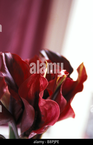 Calla Lily, Nahaufnahme Stockfoto