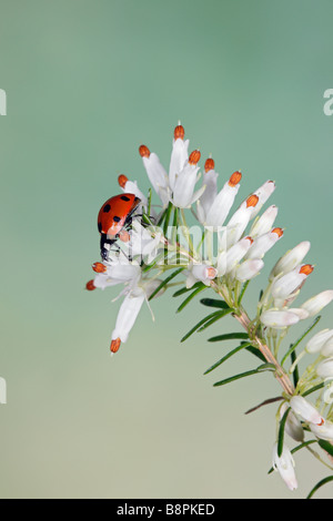 Sieben-Punkt-Marienkäfer Coccinella septempunctata Stockfoto