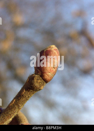 Riesen-Hasel (Corylus Maxima 'Purpurea', Corylus Maxima Purpurea), Winter-Angebot Stockfoto