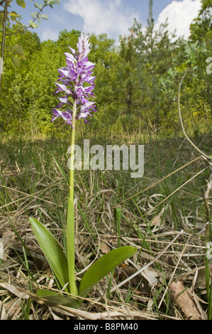 militärische Orchidee (Orchis Militaris), blühen in den Lebensraum, der Schweiz, Schweizer Jura, Neuenburger See Stockfoto