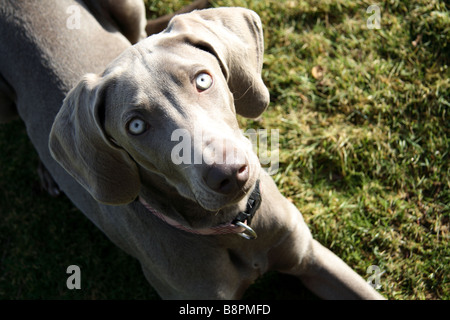 Weimaraner Welpe liegend Stockfoto