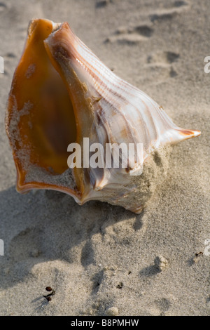 Genoppt Wellhornschnecke Muschel auf Cumberland Island National Seashore Stockfoto