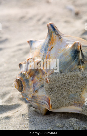 Genoppt Wellhornschnecke auf Cumberland Island National Seashore Stockfoto