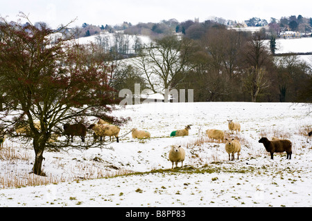 Schafe im Winterschnee auf den Cotswolds am unteren Schwellen, Gloucestershire. Verstauen Sie auf die würde Kirche ist im Hintergrund sichtbar Stockfoto