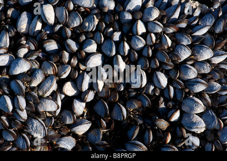 Gemeinsamen Miesmuschel Mytilus edulis Stockfoto