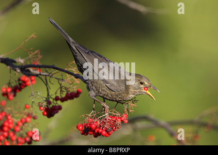 Amsel (Turdus Merula), Beeren Weibchen ernähren sich von Rowan Stockfoto