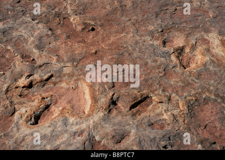 Fossiler Fußabdrücke von Dinosauriern auf Navajo landet in der Nähe von Tuba City, Arizona. Foto Stockfoto