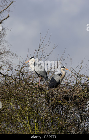 Graureiher Ardea Cinerea auf nest Stockfoto