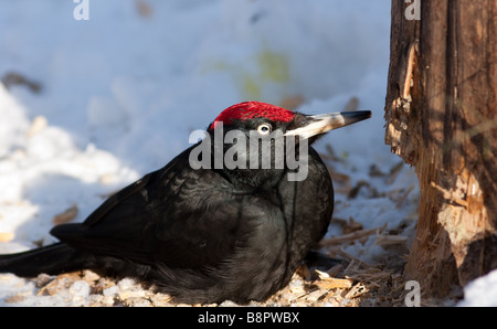 Die gefiederten Holzfäller Mulden, die eine Kiefer Chips Fliege ausgiebig sein, geschützt wreckers Stockfoto