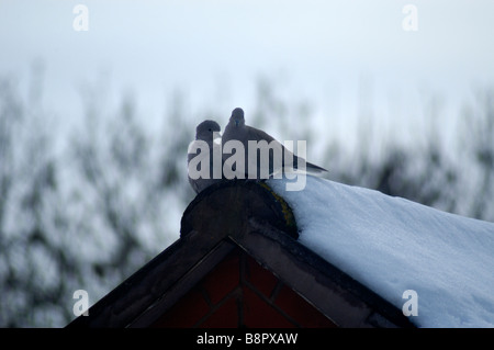 Tauben in der Liebe (Columba Palumbus) Stockfoto