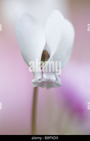 CYCLAMEN HEDERIFOLIUM ALBUM IVY ROTBLÄTTRIGE CYCLAMEN Stockfoto