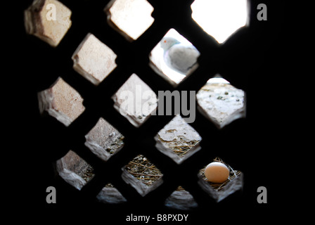 Tauben-Ei in ihr Nest in einem Turm. Stockfoto