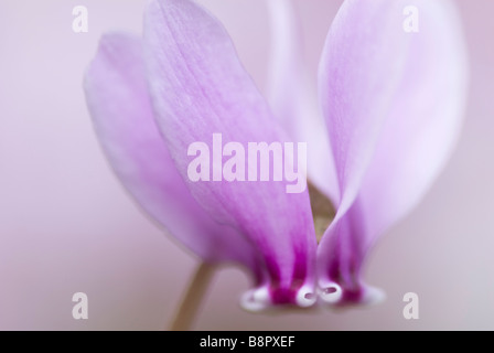 CYCLAMEN HEDERIFOLIUM EFEU ROTBLÄTTRIGE CYCLAMEN Stockfoto