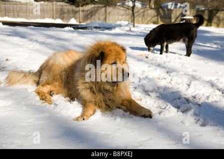 Hunde im Schnee Stockfoto