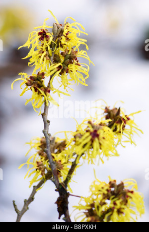 ZAUBERNUSS HAMAMELIS MOLLIS Stockfoto