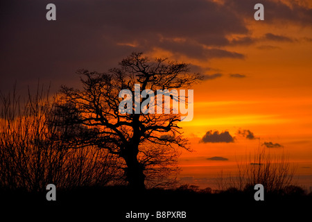 Eine Silhouette eines Baumes mit den Sonnenuntergang im Hintergrund. Stockfoto