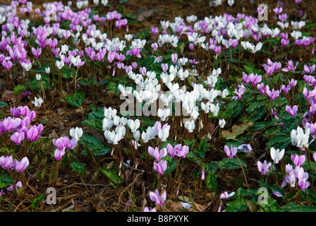 CYCLAMEN HEDERIFOLIUM WINTERHARTE ALPENVEILCHEN IVY ROTBLÄTTRIGE CYCLAMEN Stockfoto