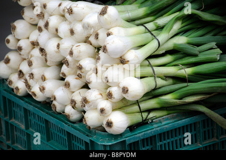 Frühlingszwiebeln angezeigt vor einem Obst-und Gemüsehändler Geschäft in Spanien Stockfoto