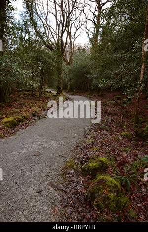 Woodland in Kenmare County Kerry Stockfoto