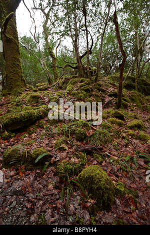 Woodland in Kenmare County Kerry Stockfoto