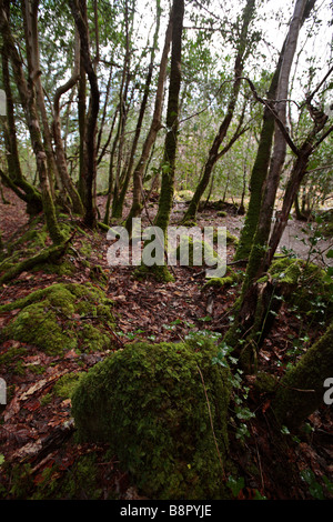 Woodland in Kenmare County Kerry Stockfoto