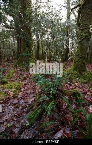 Woodland in Kenmare County Kerry Stockfoto