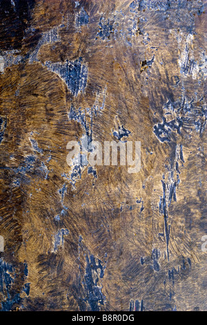 Polierte Bronze Blatt Closeup. Stockfoto