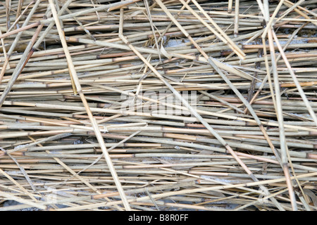 Schilf gefroren teilweise bedeckt mit Schnee Closeup Muster. Stockfoto