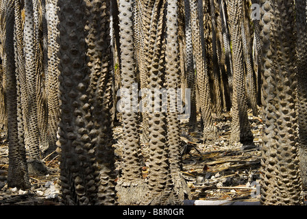 Carnauba Palmen, Lagoa Apodi Rio Grande do Norte Brasilien. Stockfoto