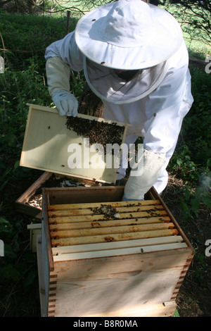 Bee Keeper Schalen von Waben aus Bienenstock entfernen, nach dem Rauchen der Bienen um sie schläfrig machen Stockfoto