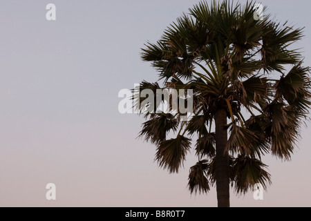 Einsame Palme Strukturansicht über Sonnenaufgang Himmel. Stockfoto