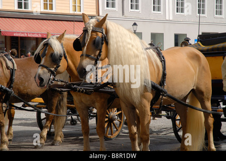 Pferde auf dem Residenzplatz in Salzburg in Österreich Stockfoto