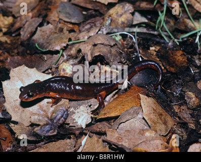 Ensatina Eschscholtzi Salamander Santa Cruz Mountains Kalifornien USA Stockfoto