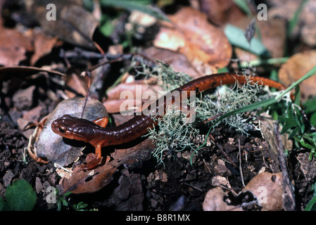 Ensatina Eschscholtzi Salamander Santa Cruz Mountains Kalifornien USA Stockfoto