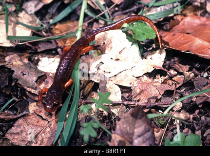 Ensatina Eschscholtzi Salamander Santa Cruz Mountains Kalifornien USA Stockfoto