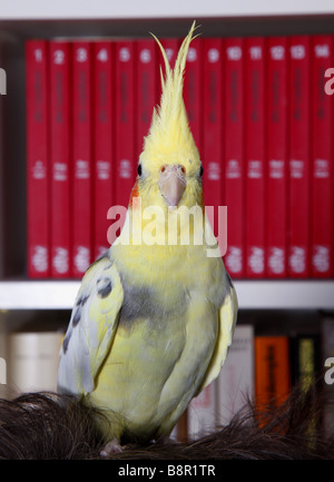 Nymphensittich (Nymphicus Hollandicus), sitzt auf dem Kopf einer Person im Wohnzimmer Stockfoto