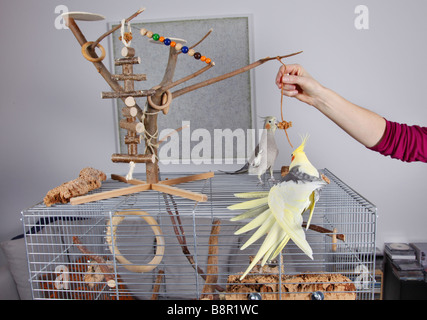 Nymphensittich (Nymphicus Hollandicus), eine Frau aufhängen Futter für ihre Nymphensittiche über den Vogelkäfig Stockfoto