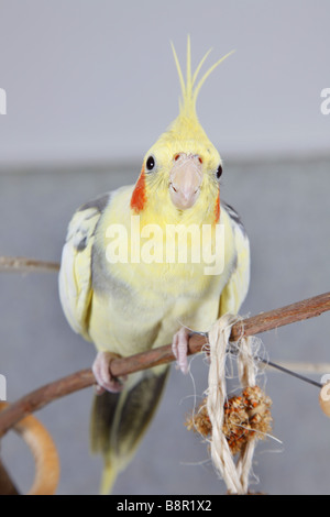 Nymphensittich (Nymphicus Hollandicus), auf einem Ast in der Unterkunft Stockfoto