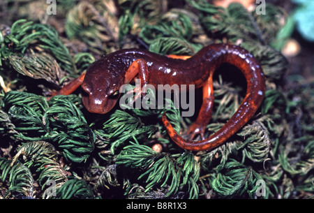 Ensatina Eschscholtzi Salamander Santa Cruz Mountains Kalifornien USA Stockfoto