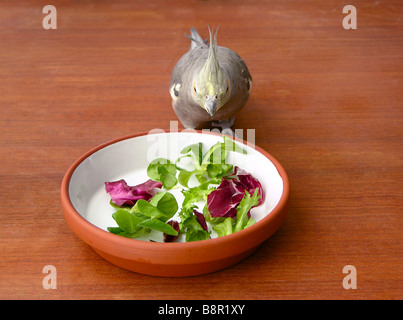 Nymphensittich (Nymphicus Hollandicus), einzelne feeds Grünfutter Stockfoto