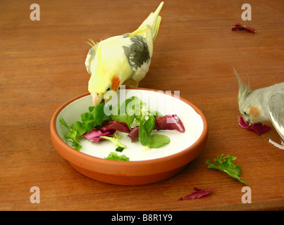 Nymphensittich (Nymphicus Hollandicus), ernähren sich zwei Individuen von Grünfutter Stockfoto