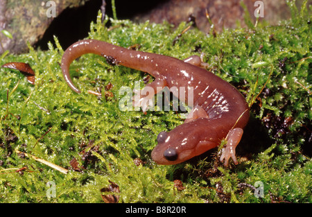 Arboreal Salamander Aneides Lugubris in San Francisco Garten Kalifornien Stockfoto