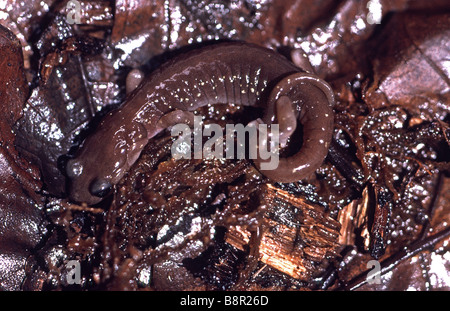 Arboreal Salamander Aneides Lugubris in San Francisco Garten Kalifornien Stockfoto