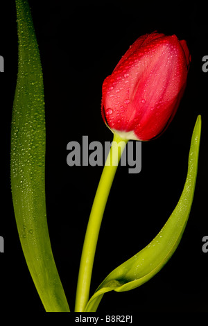 rote Tulpe Blume schwarz blackbackdrop Stockfoto