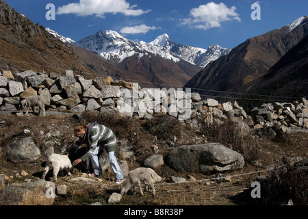 Eine Mädchen Haustiere ein Schaf im Chitkul im Sangla Tal in Himachal Pradesh in Indien Stockfoto