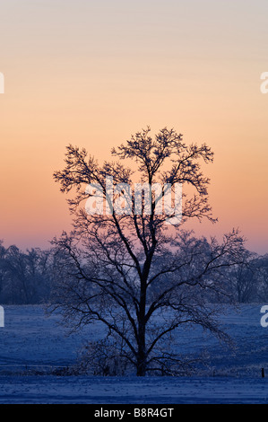 Einsamer Baum bei Sonnenuntergang im Schnee bedeckt Feld Harrison County Indiana Stockfoto