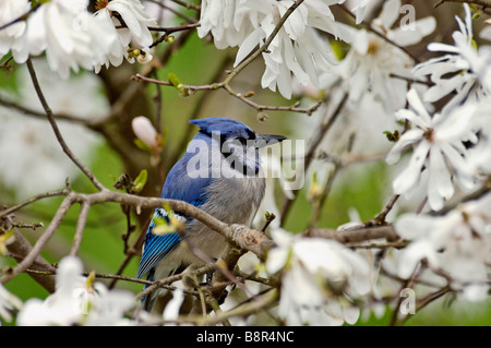 Blue Jay thront inmitten von Stern-Magnolienblüten in Indiana Stockfoto