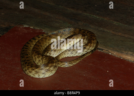 Madagassische Cat-eyed Snake (Madagascarophis Colubrinus) auf Lodge deck in Maroantsetra, Madagaskar. Stockfoto